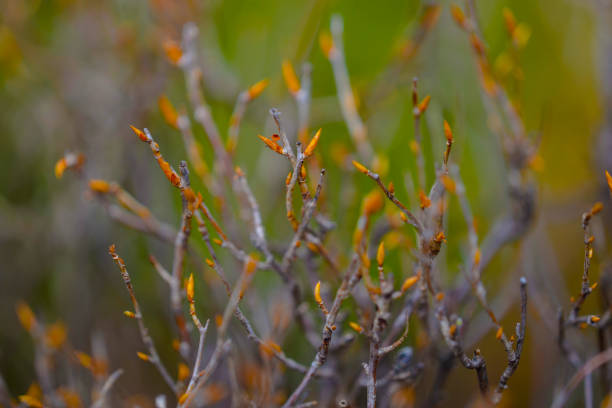 Beauty in nature: Appearance of the first buds...with Apo Sonnar 135mm