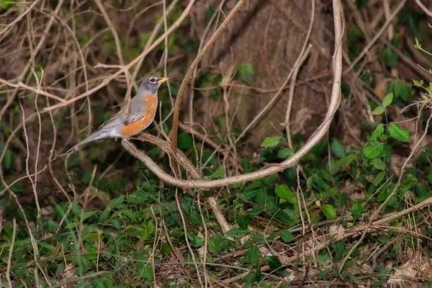 Close up of robin on twisting vines