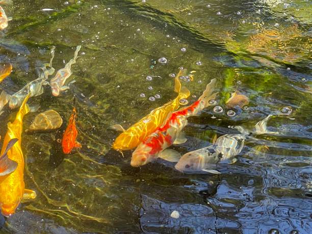 istock Koi fish swimming in pond 1386970366