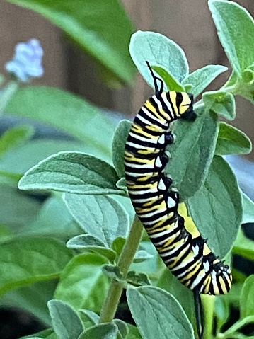 The caterpillar of a monarch (Danaus plexippus) feasting on milkweed.
