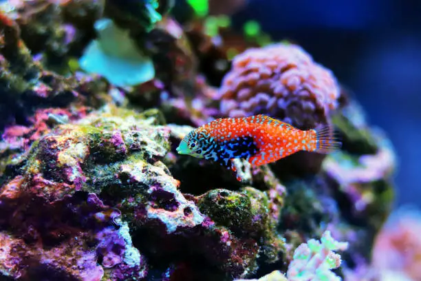 Blue Star Leopard Wrasse - (Macropharyngodon bipartitus)