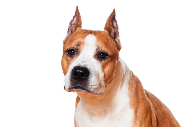 dog breed american staffordshire terrier isolated on white background - dog head shot imagens e fotografias de stock