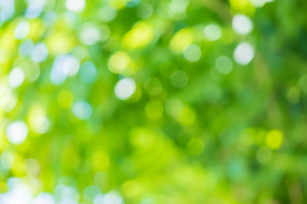 istock Abstract blur green leaf bokeh nature background 1386973586