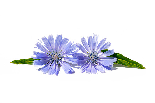 Blue Chicory Flowers isolated on white background. Cichorium intybus.