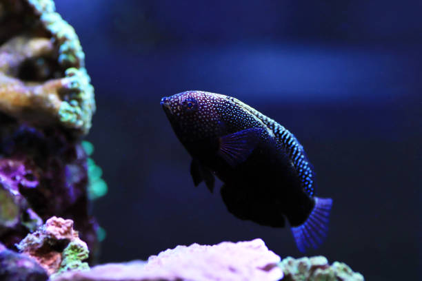 istock Black Leopard Wrasse Fish - Macropharyngodon negrosensis 1386975000