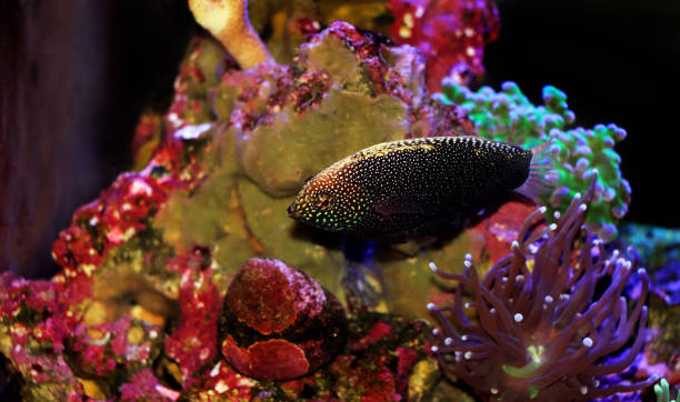 istock Black Leopard Wrasse Fish - Macropharyngodon negrosensis 1386975005