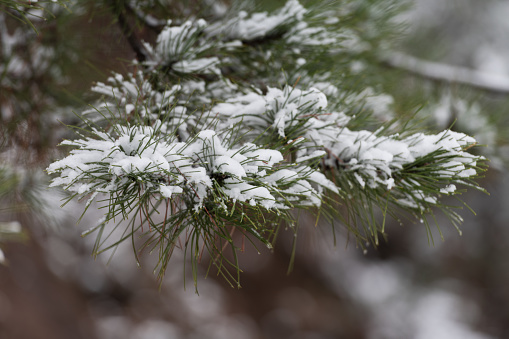 Coniferous branches are covered with snow. Pine branch in the snow crystals close-up on a background of snow on a winter day. High-quality photo