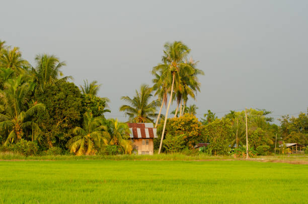Traditional Malays kampung house at paddy field. Malaysia village scene.