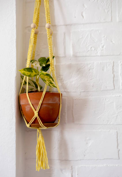 istock Scindapsus in a hanging macrame planter. Epipremnum in a clay ceramic pot. 1386977207