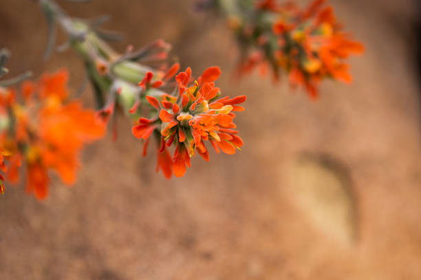 Close-up of Woolly Paintbrush Plant in front of rock