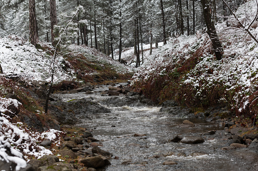 Water stream in the winter forest. Trees and shore covered in snow. High-quality photo