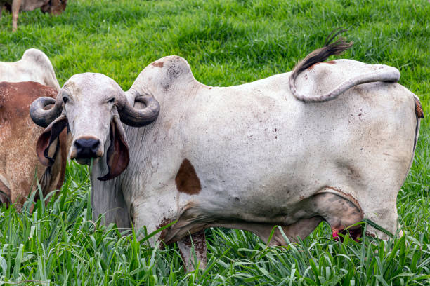 istock Girolando dairy cows grazing on a farm 1386982998