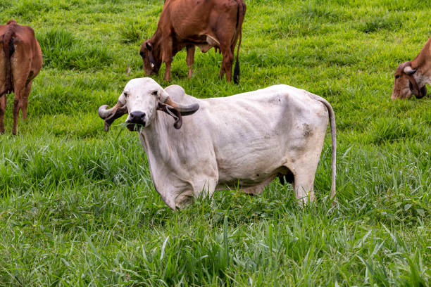 istock Girolando dairy cows grazing on a farm 1386983002