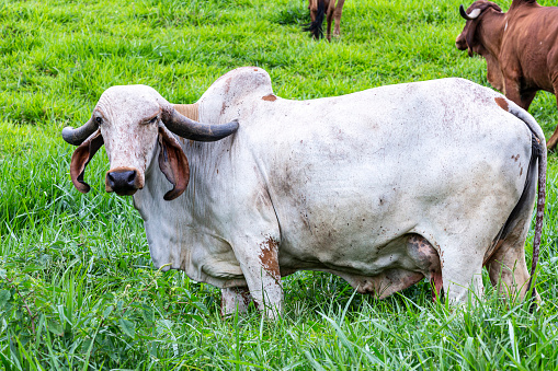Girolando dairy cows grazing on a farm in the interior of Minas Gerais, Brazil