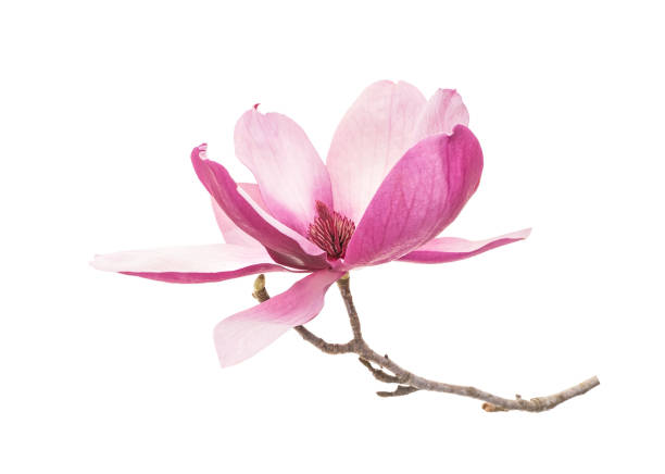 istock magnolia flowers isolated on white 1386983078