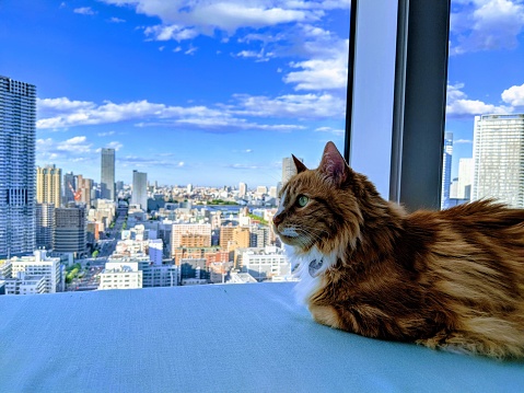 Our cat Oliver looking out of our 29th floor Japan apartment window