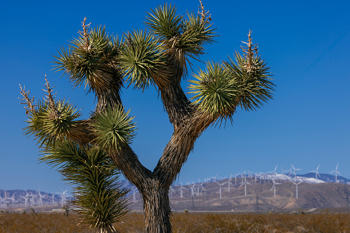 A view of the rocks and yucca trees in Joshua tree National Park