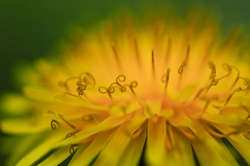 Close up of a dandelion flower