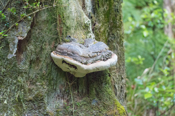 istock Bracket fungi or shelf fungi on a tree trunk. 1386987003