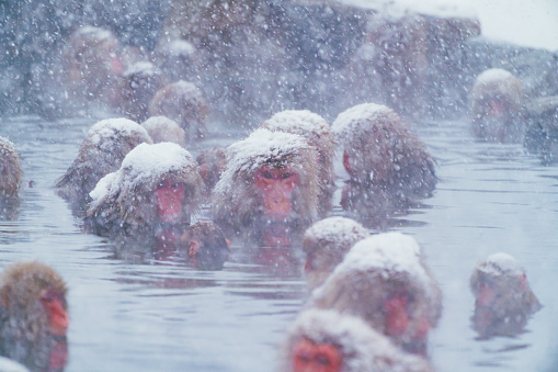 Japanese Macaque with snow and hot spa at Nagano in winter, Feb. 2022