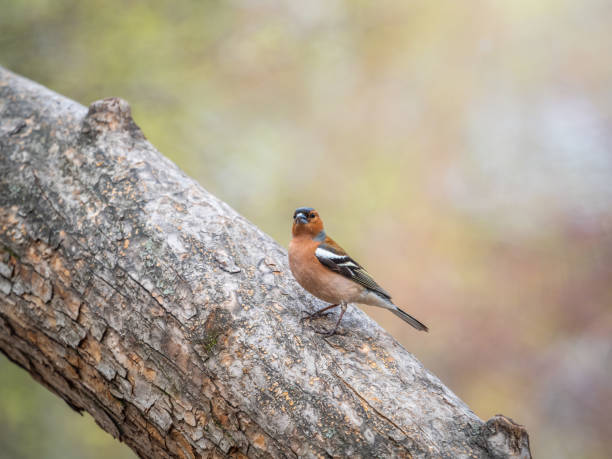 istock Common chaffinch, Fringilla coelebs, sits on a branch in spring on green background. Common chaffinch in wildlife. 1386988739
