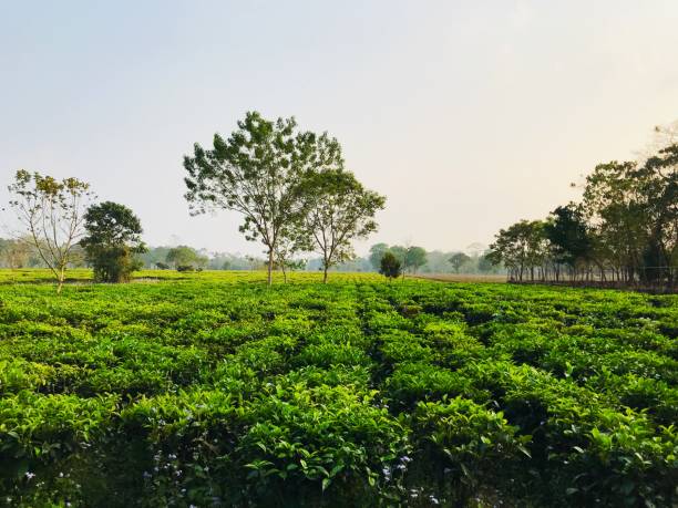 Tea Garden of Assam