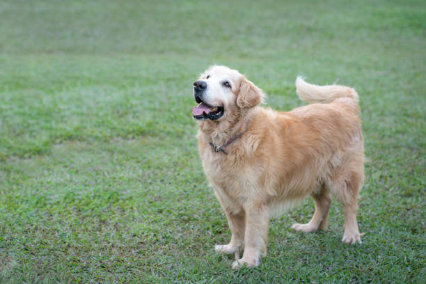 hermoso perro golden retriever. - joy golden retriever retriever dog fotografías e imágenes de stock