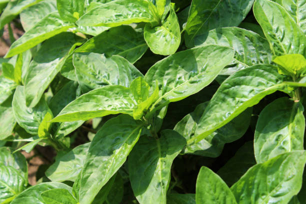 istock Indigo leaves used for indigo dyeing 1386991100