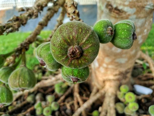 istock Fruits of Roxburgh fig, elephant ear fig tree (Ficus auriculata) are produced on thin branches emerging from the trunk or from the roots. The fruits are edible and are used to make jams. 1386993725