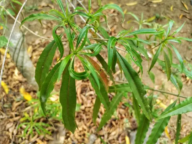 Photo of Alstonia venenata, Poison Devil Tree is a plant of the family Apocynaceae. The bark of the plant and, sometimes, the fruit, are used for medicinal purpose.