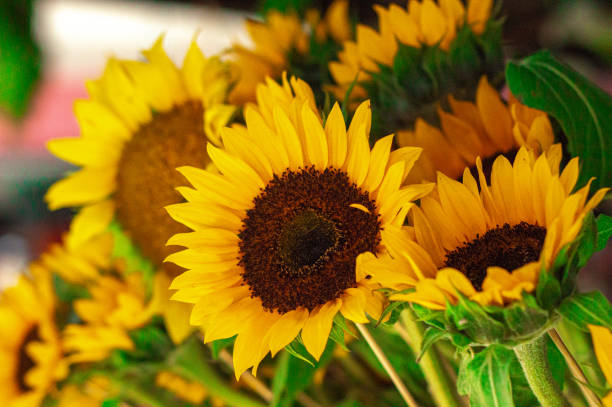 istock Sunflower in the Street 1386999956