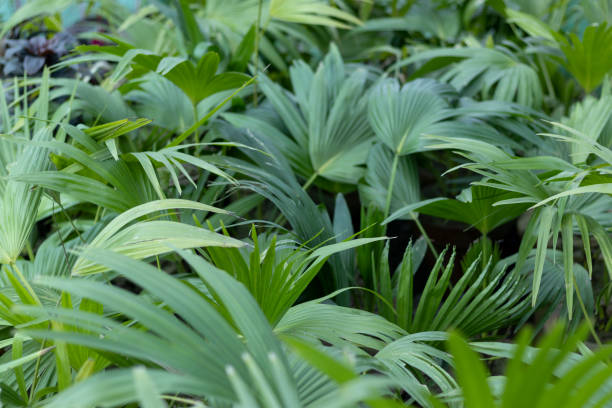 販売またはプランテーションのための植物苗床のファンヤシ - water rainforest frond tropical climate ストックフォトと画像