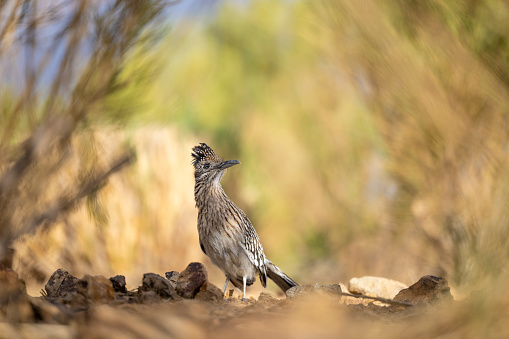 A Roadrunner bird in the desert.