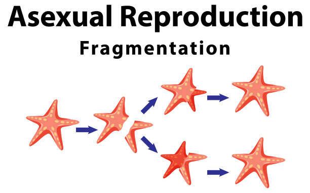 fragmentacja rozmnażania bezpłciowego z rozgwiazdami - interphase stock illustrations