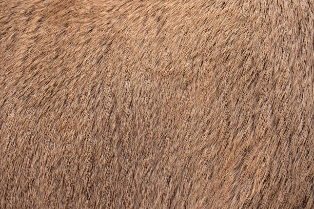 istock Real deer skin. Nature animal body patterns close-up. 1387003185