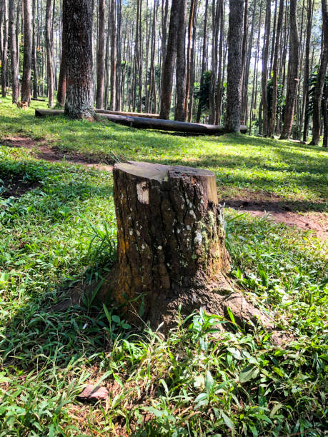 istock The stump of a fallen pine tree in the mountains 1387004193
