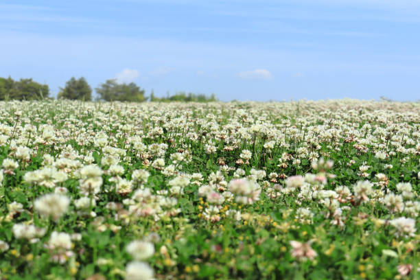 Blue sky with light clouds and clovers spreading all over.