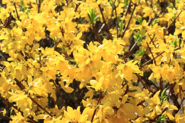 The yellow color of the flowers shines brighter in the sun.