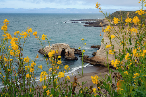 Wildflowers, Rocky cliffs, and Pacific ocean, amazing view from Montana de Oro Bluff trail, California