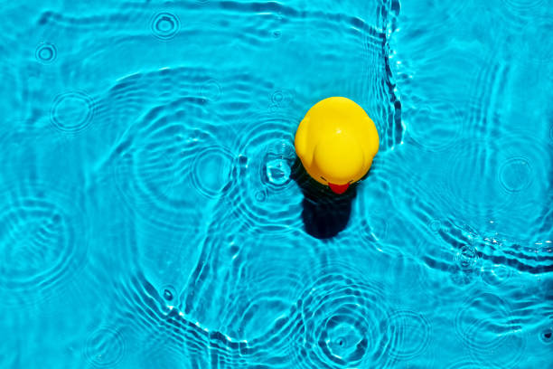 Yellow rubber duck toy floating on a swimming pool