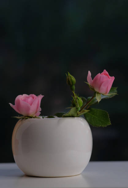 Rose is a garden flower. Flower on a black background.