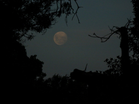 Tree stems and branches silhouetted against a full moon in Auckland New Zealand