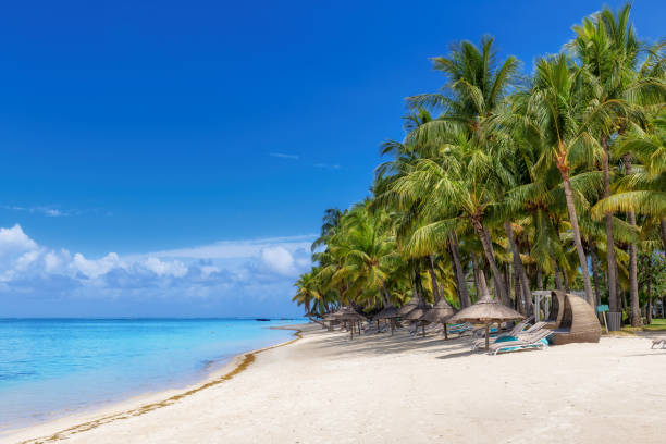 Paradise beach in tropical Mauritius island. stock photo