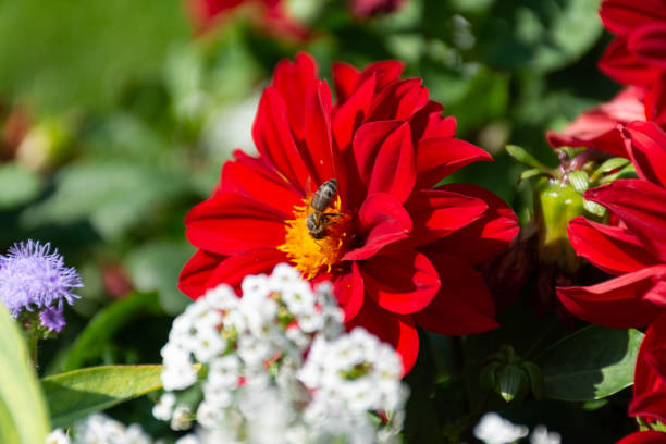 Lone bee (Anthophila) feeding on a beautiful bright Red Dahlia flower in the garden. Selective focus on the bee.