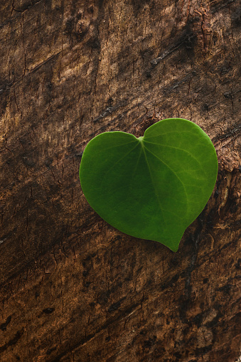 Green heart shaped leaves , loving the environment, protecting nature Nourishing the plants World Environment Day To help the world look beautiful, Forest conservation concept.