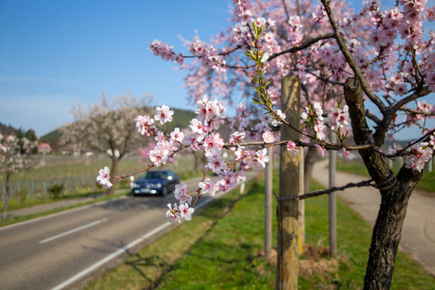 istock Almond blossom (Prunus dulcis) in the Palatinate, Germany 1387018230
