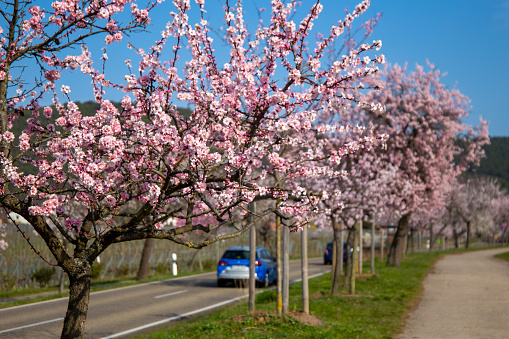Almond blossom (Prunus dulcis) in the Palatinate, Germany