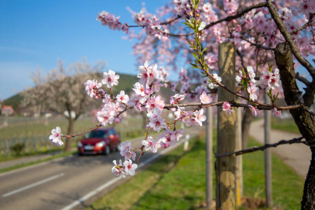 istock Almond blossom (Prunus dulcis) in the Palatinate, Germany 1387018382