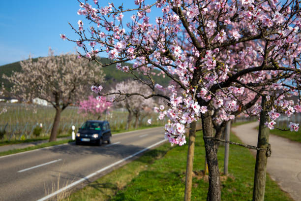 istock Almond blossom (Prunus dulcis) in the Palatinate, Germany 1387018408