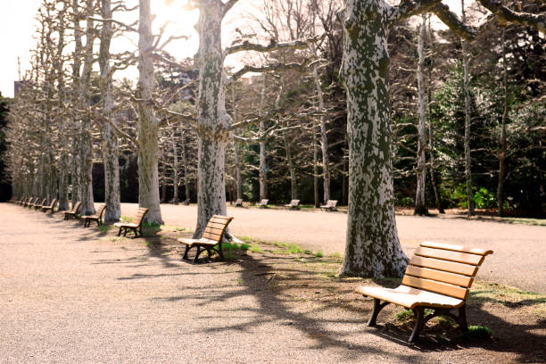 Botanical garden benches and trees lined up against backlit.